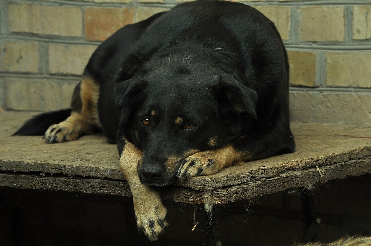 Guide to Home Security for Pet Owners
